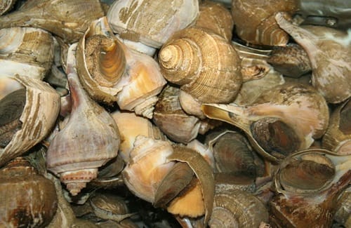 Caracoles de mar