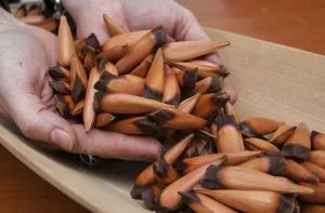 Piñones mapuches