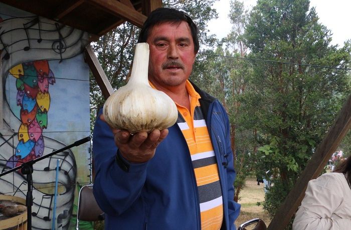 Ajo chilote de 1 kg Ajo chilote 1 kilo