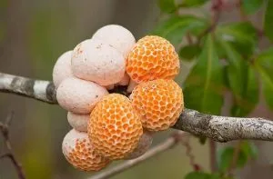 Digueñes en un arbol