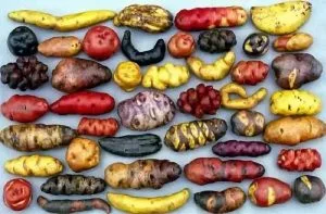 Papas nativas chilotas