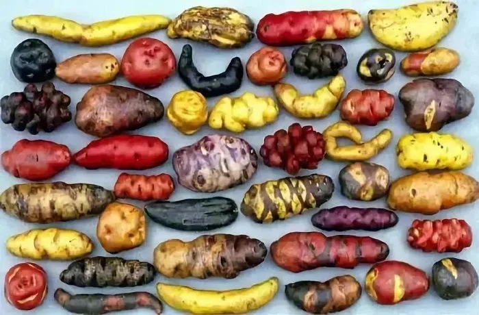 Papas nativas chilotas Papas nativas chilotas