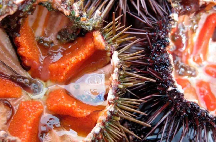 Erizos de mar chilenos: Un éxtasis de sabor de nivel mundial 1 Erizos de mar chilenos