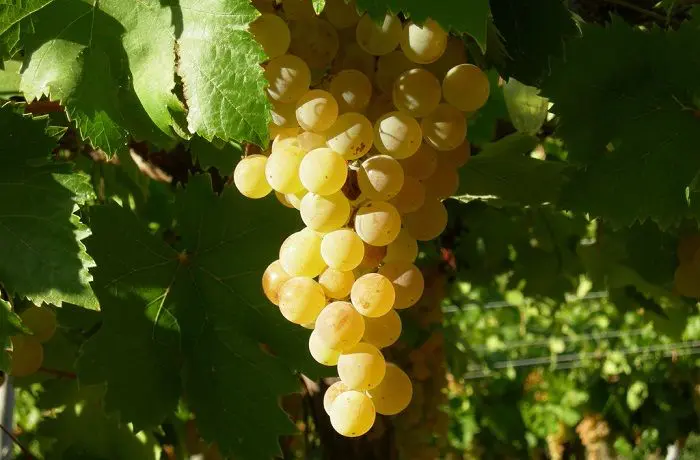 Uva pisquera Racimos de uvas blancas variedad Italia maduras y brillantes, listas para ser exprimidas para el licor.