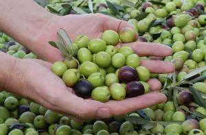 Aceitunas de Azapa