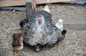 Gallina mapuche o araucana