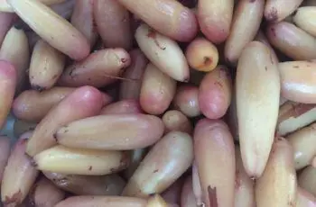 Receta de piñones en escabeche chilenos: Innovación y tradición gastronómica Receta de piñones en escabeche chilenos: Innovación y tradición gastronómica