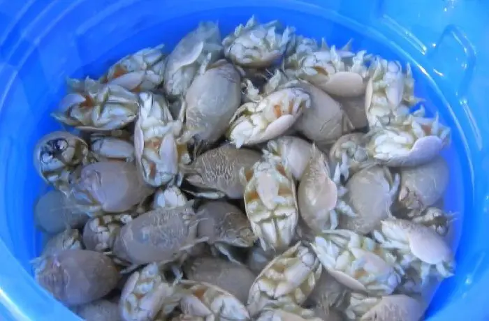 Chanchitos de mar