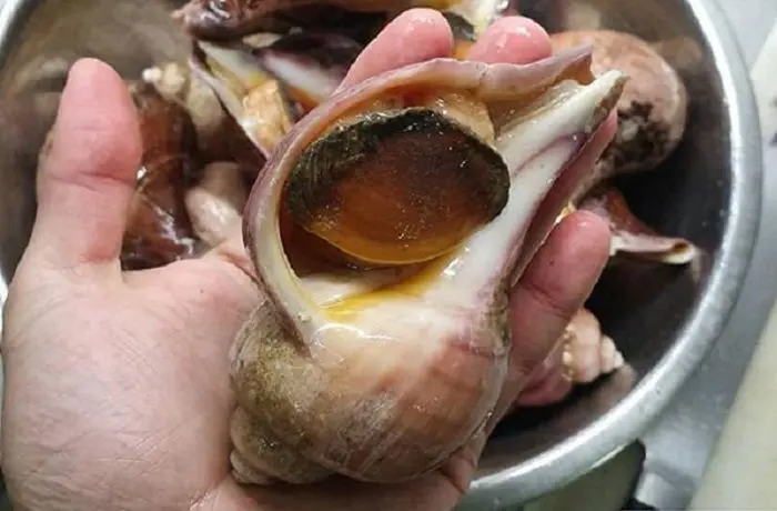 Entrada chilena de caracol trumulco cocidos listos 