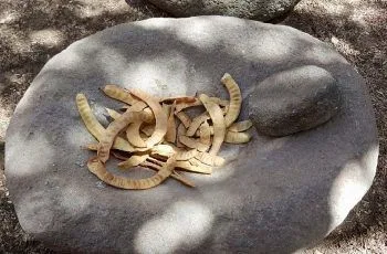 Receta de cachintor de algarrobo: Bebida típica del desertico nacional