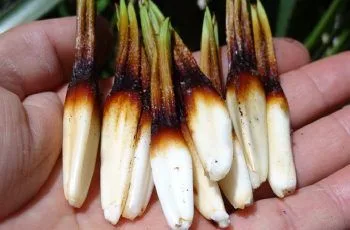 Receta de chicha o mistela de chupones: Centenaria tradición del sur de Chile