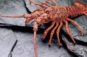 Langosta chilena de Juan Fernandez