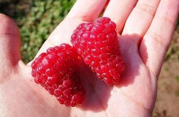 Agro 4.0: Chile crea tres nuevas variedades de fruta Agro 4.0: Chile crea tres nuevas variedades de fruta