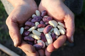 Día mundial de las legumbres, 3 recetas para celebrarlo Día mundial de las legumbres, 3 recetas para celebrarlo