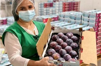 ‘Purple Honey’: la nueva reina de las ciruelas chilenas sale al mundo a triunfar ‘Purple Honey’: la nueva reina de las ciruelas chilenas sale al mundo a triunfar