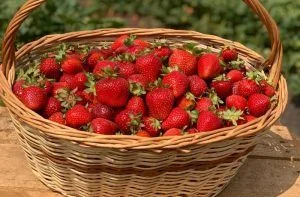 Frutillas San Pedro