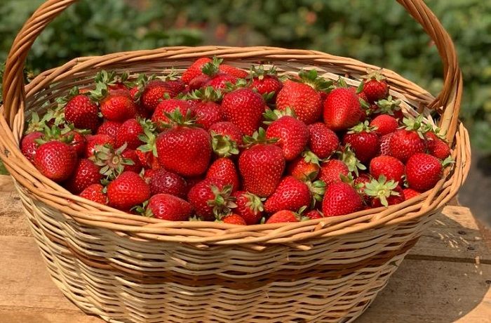 Recetas chilenas con frutillas Recetas chilenas con frutillas