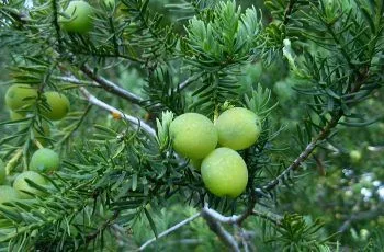 Científicos chilenos recuperan uva nativa de la Cordillera de los Andes Científicos chilenos recuperan uva nativa de la Cordillera de los Andes