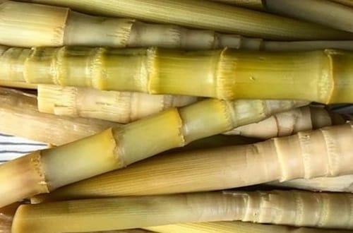 Brotes de coligues Brotes de coligues limpios listos para cortar e integrar a la ensalada