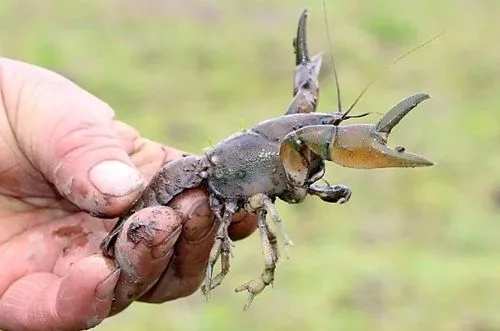 Camarón de vega o de barro chileno (Parastacus pugnax), el crustáceo endémico usado en el caldillo.