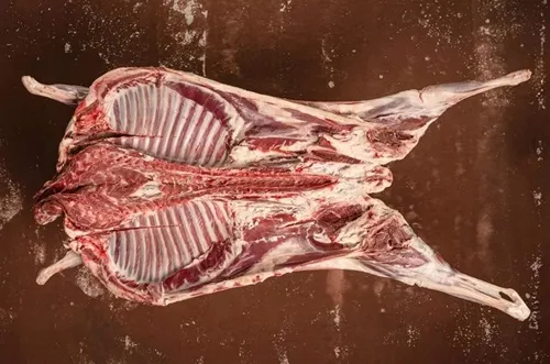 Cordero entero Cordero abierto y ensartado en el asador metálico, listo para ser colocado sobre el fuego.