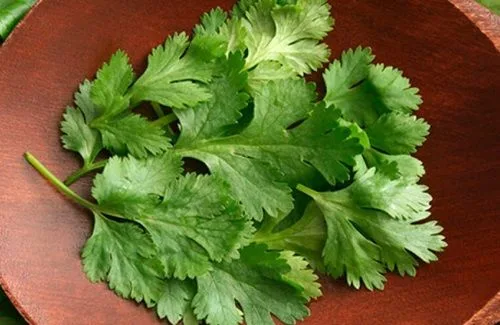 Cilantro fresco