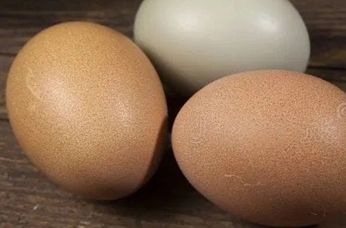 Huevos de campo Huevos a temperatura listos para obtener las yemas y batir a punto de nieve para el merengue.
