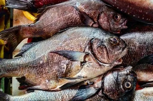 Rollizo chileno ollizo chileno, un pescado de carne blanca y firme, sobre una tabla de cortar, listo para ser trozado,
