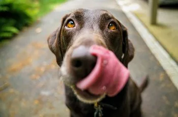 Los 6 alimentos más tóxicos para nuestras mascotas en Fiestas Patrias Los 6 alimentos más tóxicos para nuestras mascotas en Fiestas Patrias