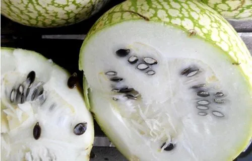 Frutos de alcayota enteros de cáscara verde con manchas blancas, similares a una sandía pero de piel dura.