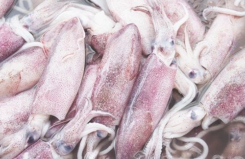 Calamares frescos Calamares frescos