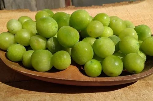 Receta de mermelada de lleuque natural: Deliciosa y exótica preparación chilena 1 Frutos de lleuque frescos, redondos y de color verde pálido, parecidos a uvas pequeñas de la cordillera.