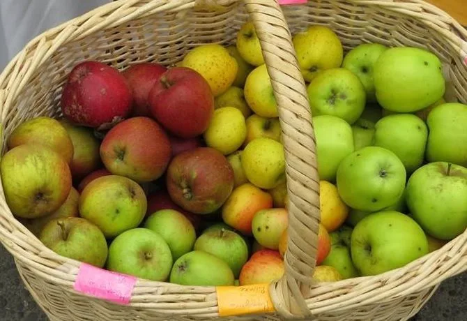 Recetas con manzanas naturales fáciles - Comidas Chilenas Recetas con manzanas naturales fáciles - Comidas Chilenas