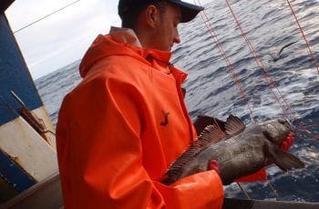 Científicos chilenos investigan la dieta del bacalao antártico, el pez más grande del océano Austral Científicos chilenos investigan la dieta del bacalao antártico, el pez más grande del océano Austral