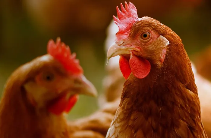 Empresas chilenas avanzan en esfuerzos por promover el bienestar animal 1 Bienestar animal