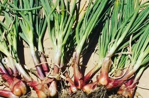 Chalotas recién cosechadas Un manojo de chalotas frescas con sus raíces y tallos, recién sacadas de la tierra en un ambiente rural.