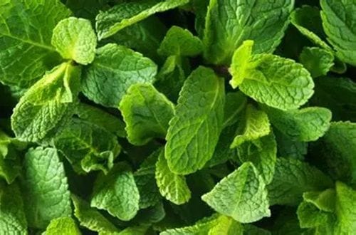 Hierbabuena Hojas de hierbabuena fresca, usadas para aromatizar el caldo de digüeñes.