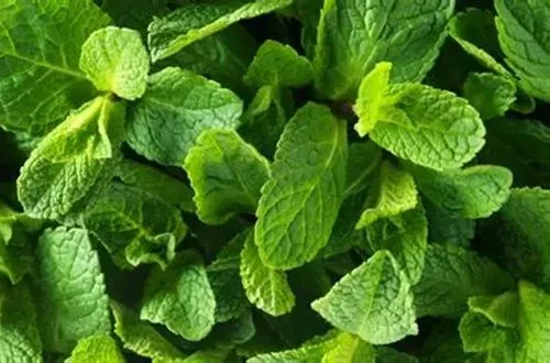 Hojas de hierbabuena fresca, usadas para aromatizar el caldo de digüeñes.