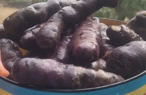 Variedad de papas nativas chilotas (Meñarki) cortadas por la mitad, listas para hornear.