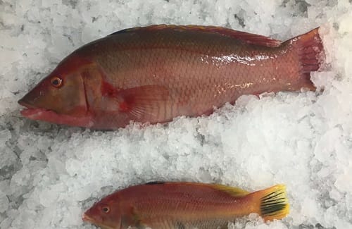 Pejeperro fresco, limpio y entero, listo para ser trozado y hacer el caldo.