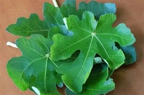 Hojas de higo frescas listas para aromatizar la miel del chumbeque, el secreto del sabor tradicional nortino.
