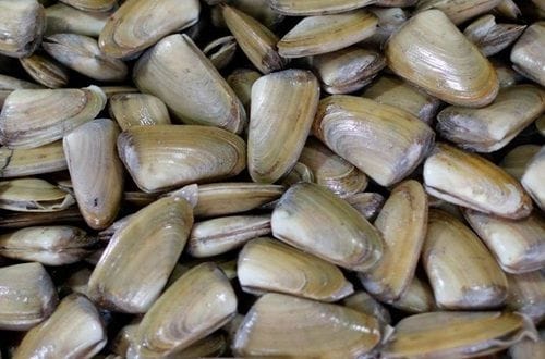 Machas frescas en concha, listas para limpiar antes de cocinar