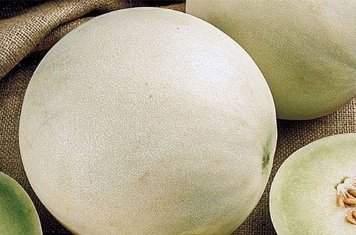 Melón tuna entero Melón tuna entero