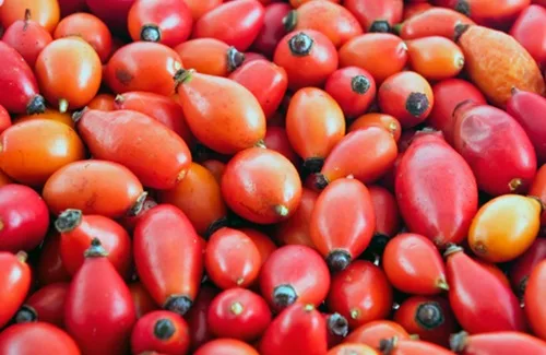 Mosquetas Frutos rojos y brillantes de rosa mosqueta silvestre, recién recolectados y listos para ser procesados.