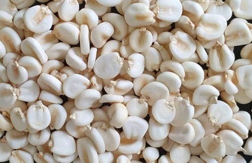 Granos de mote de maíz pelado crudo antes del proceso de remojo.
