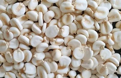 Granos de mote de maíz pelado crudo antes del proceso de remojo.