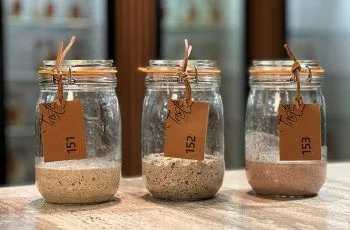 Tres fermentos chilenos son registrados en la Biblioteca de Masas Madre de Bélgica Tres fermentos chilenos son registrados en la Biblioteca de Masas Madre de Bélgica