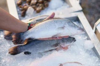 ¿Cómo reconocer si un pescado está fresco? 6 aspectos que debes evaluar ¿Cómo reconocer si un pescado está fresco? 6 aspectos que debes evaluar