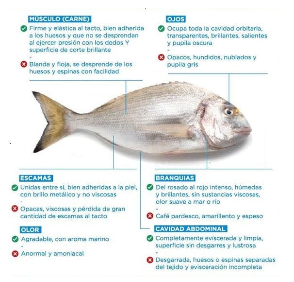Reconocer pescado fresco