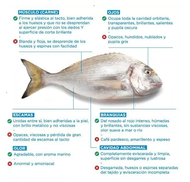 Reconocer pescado fresco Reconocer pescado fresco